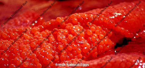 Fresh Salmon Egg, Fresh Salmon Roe, Xtreme Northwest Bait Co